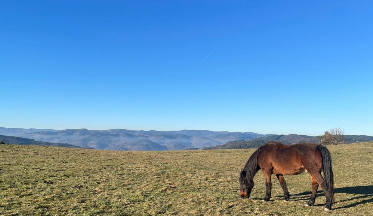 ladreyt-cheval